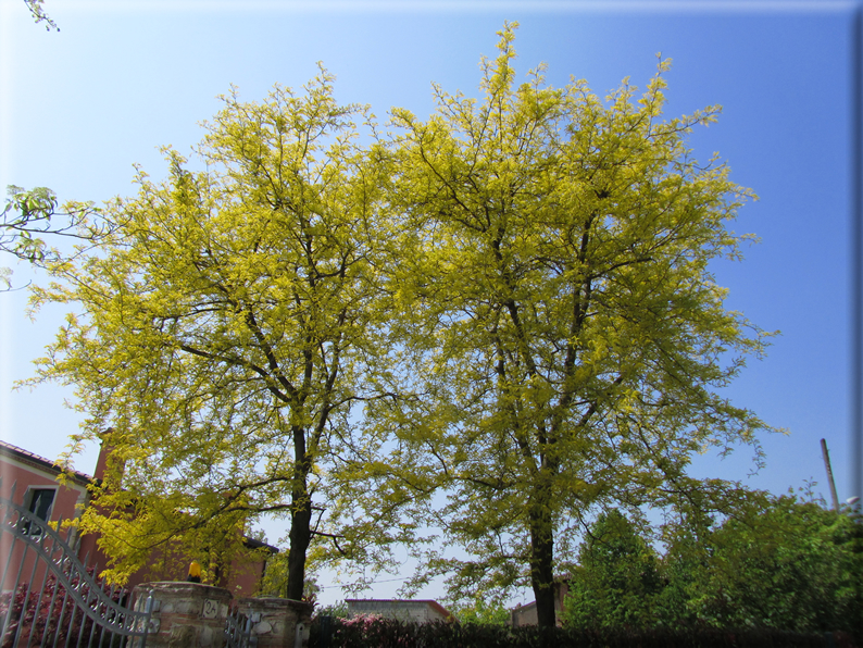 foto Paesaggi Collinari in Primavera